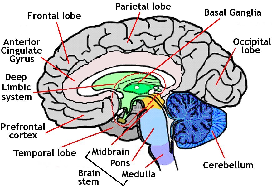Human Brain Diagram For Kids