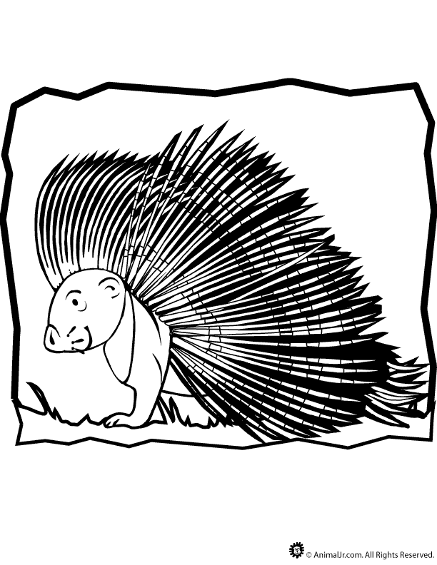 Cartoon Porcupine Coloring Page