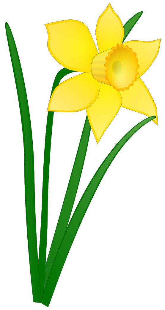 Xochi Daffodil Jonathan Dietri 01 Flowers xochi.info twee Flowers ...