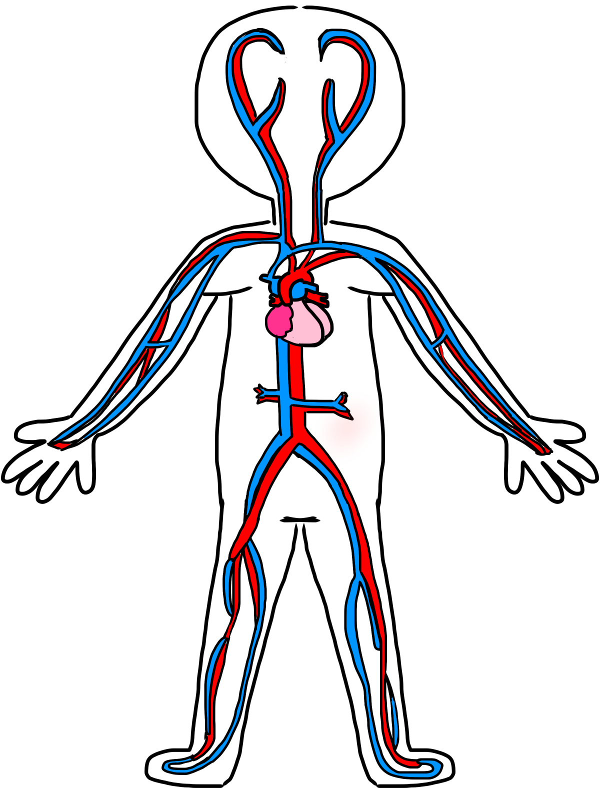 Circulatory System Drawing Kids - ClipArt Best