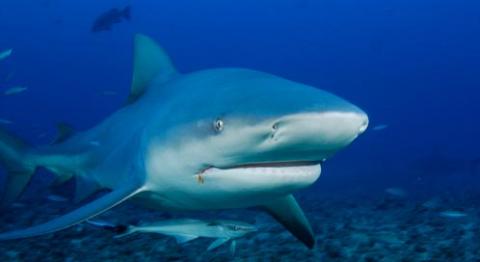 Sharks | Basic Facts About Sharks | Defenders of Wildlife