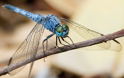 Dragonfly photography tips camera settings
