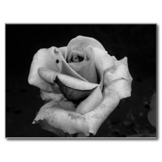 Black And White Rose Photography Postcards & Postcard Template ...