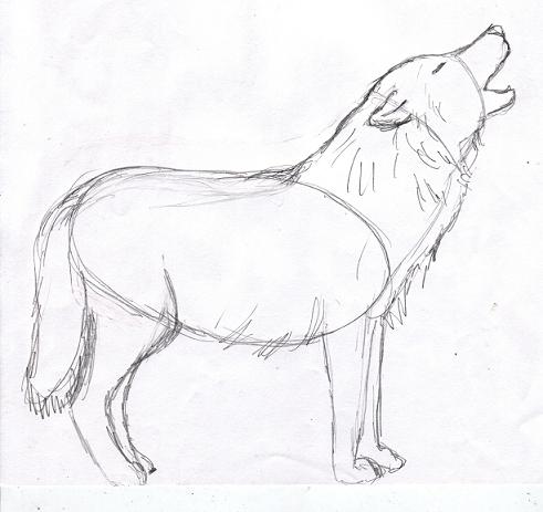 Wolf Drawing Step by Step - Samantha Bell