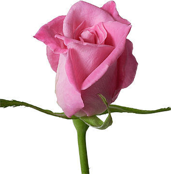 Buy roses and other flowers from America's Florist americasflorist ...