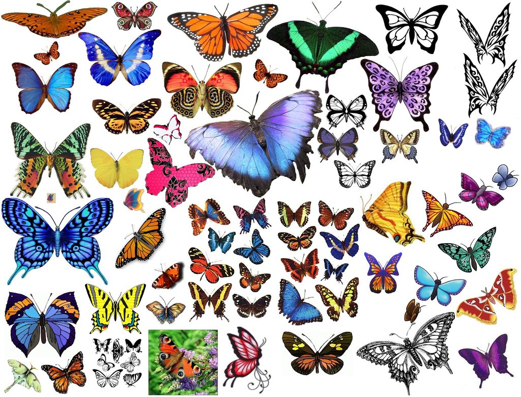 Butterfly clipart collage by CsThRuH2O on deviantART