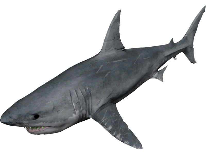 Great White Shark 3D Model Download | 3D CAD Browser