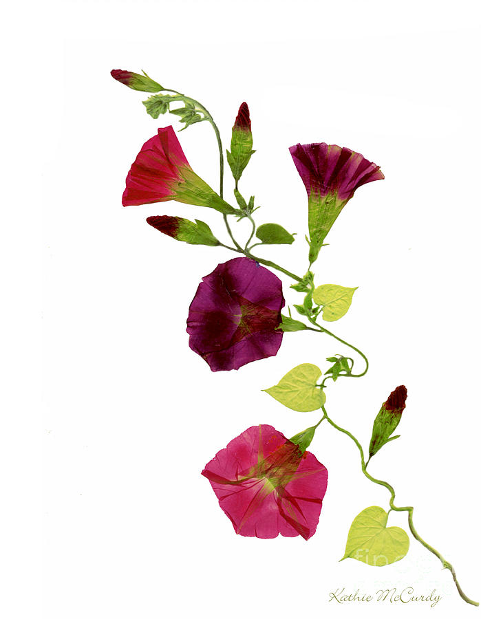 Morning Glory Vine by Kathie McCurdy - Morning Glory Vine ...