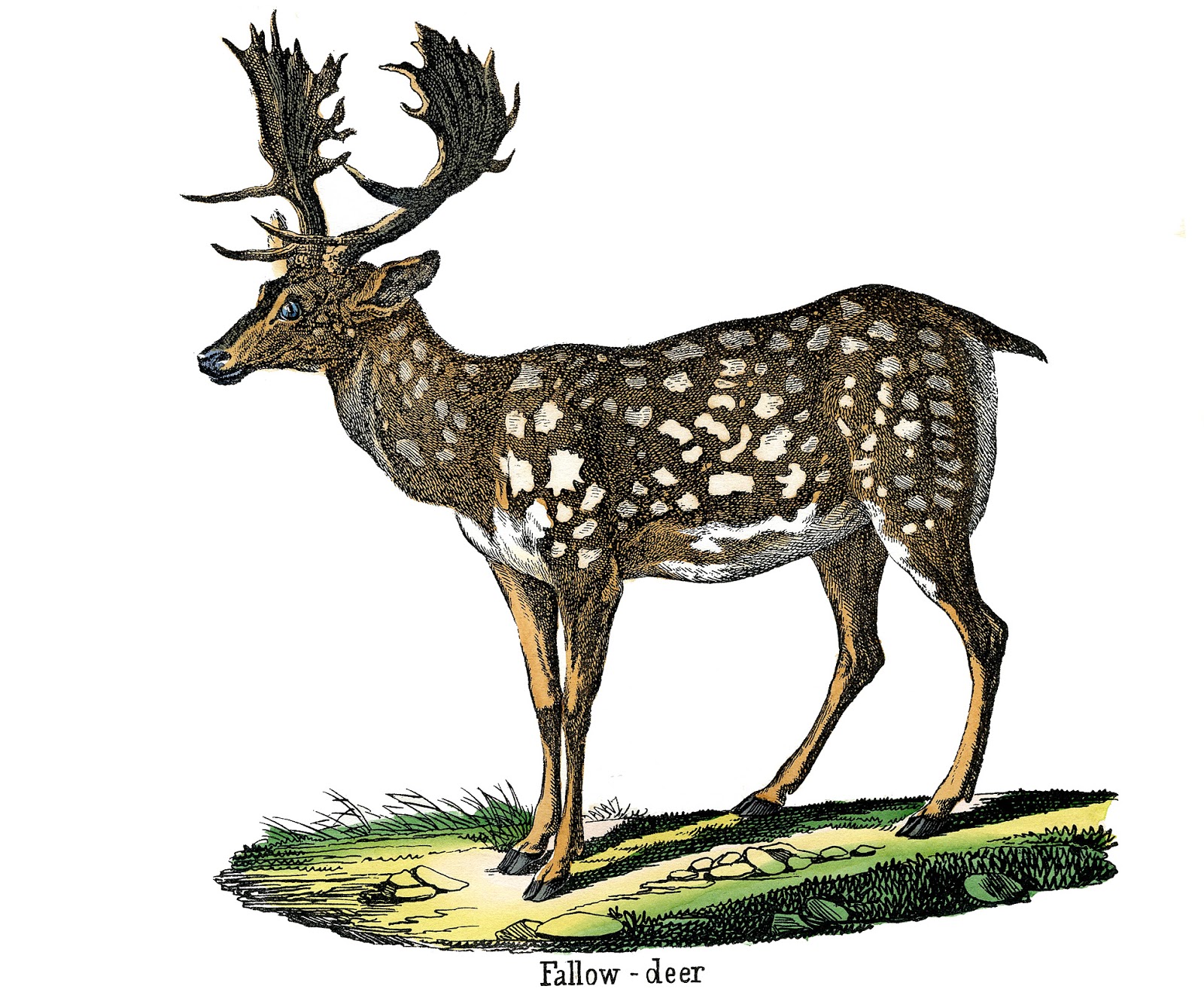 Vintage Animal Image - Fallow Deer - The Graphics Fairy