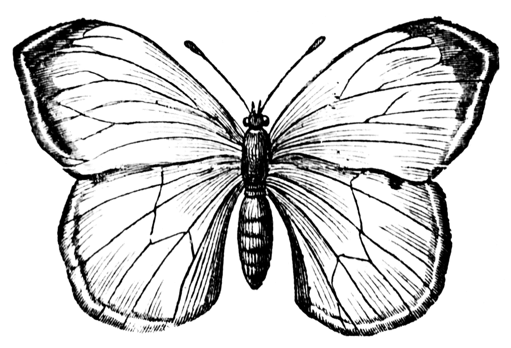 Butterfly | ClipArt ETC
