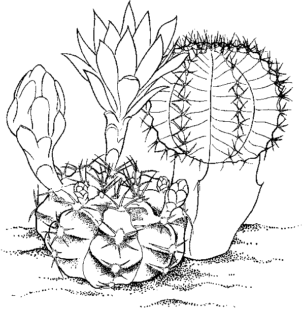 Cactus Coloring Page Images & Pictures - Becuo
