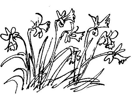 Drawings Of Daffodils - ClipArt Best