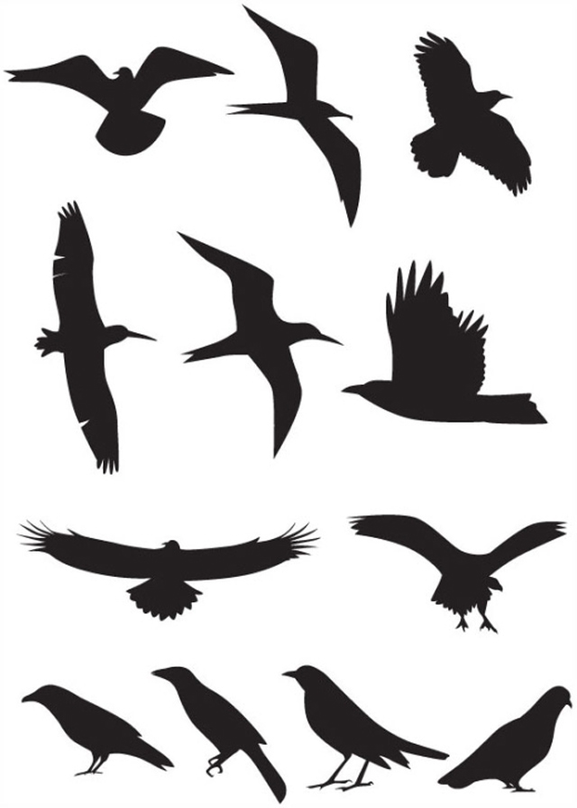 Free Bird Vector - Cliparts.co