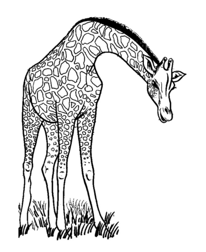 Giraffe Outline - Cliparts.co