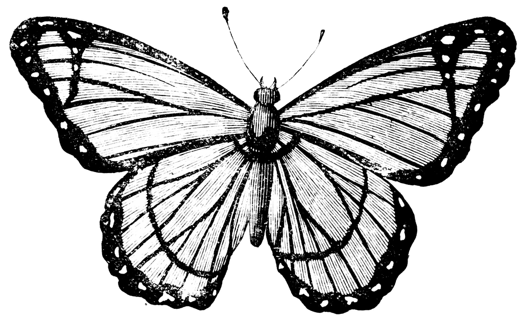 Berenice Butterfly | ClipArt ETC