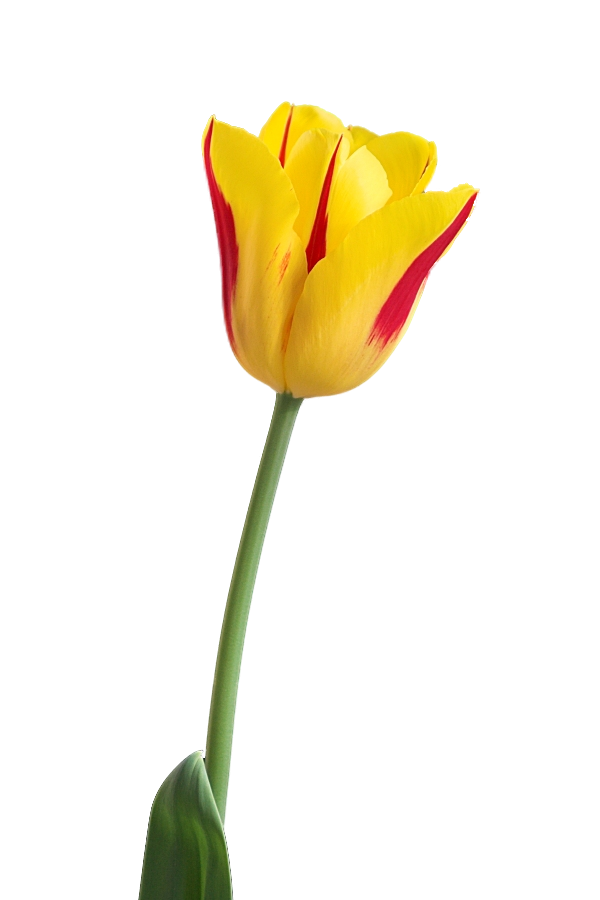 Tulip PNG by LG-Design on deviantART
