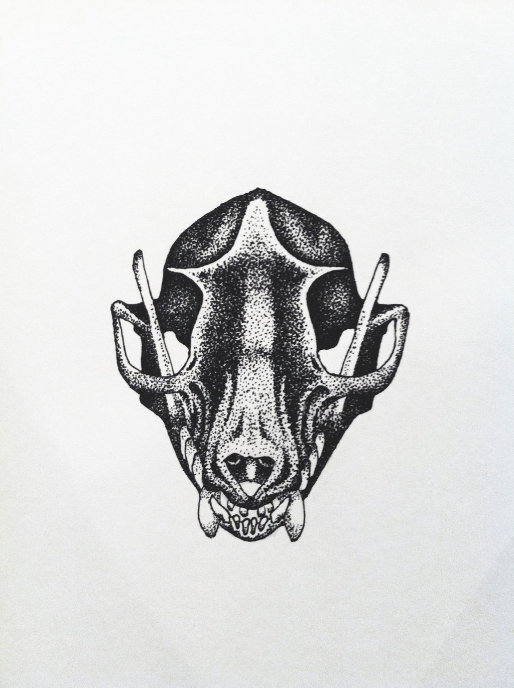 Egyptian fruit bat skull by lalobasolitaria on DeviantArt