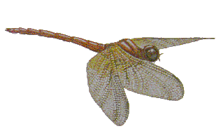 Dragonfly.gif collection page 4
