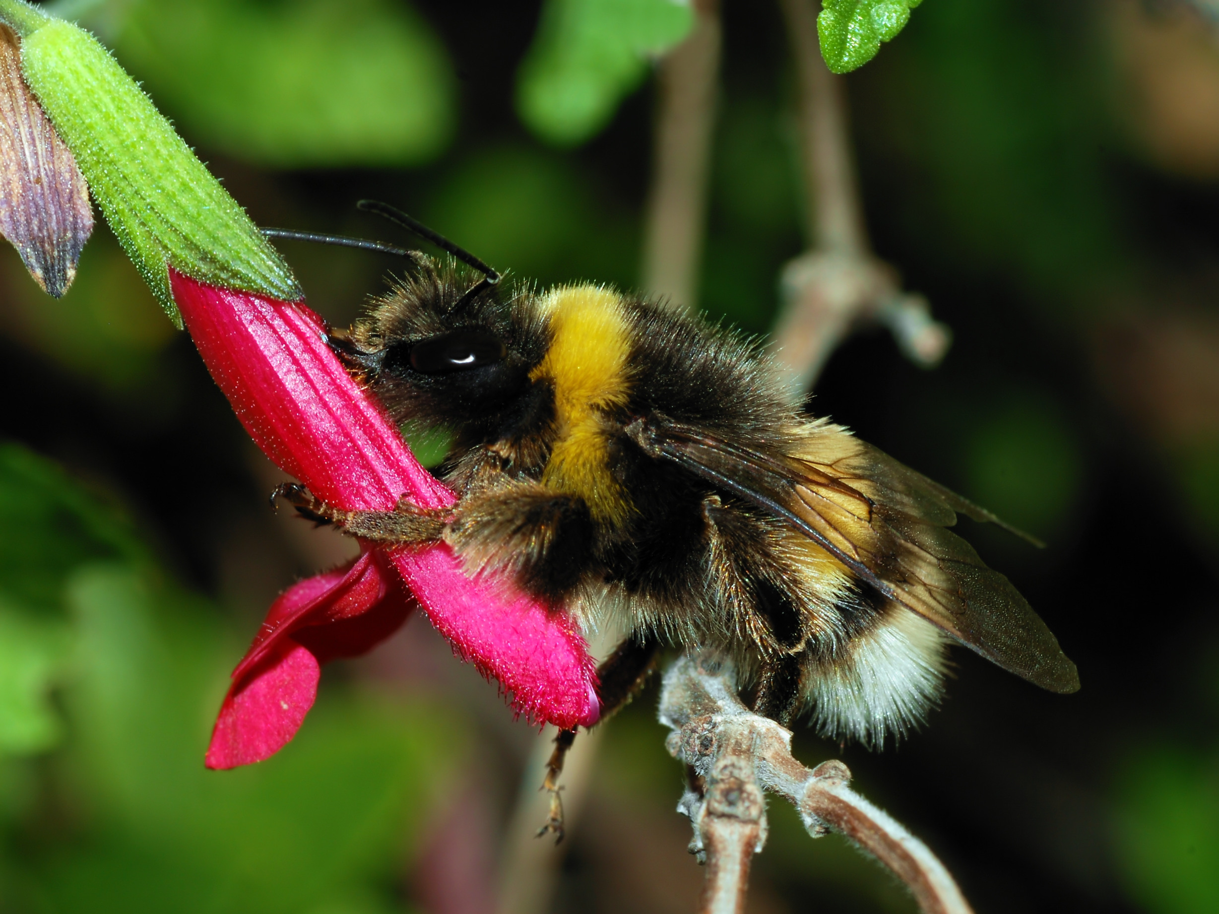 File:Bumblebee October 2007-3a.jpg - Wikipedia, the free encyclopedia