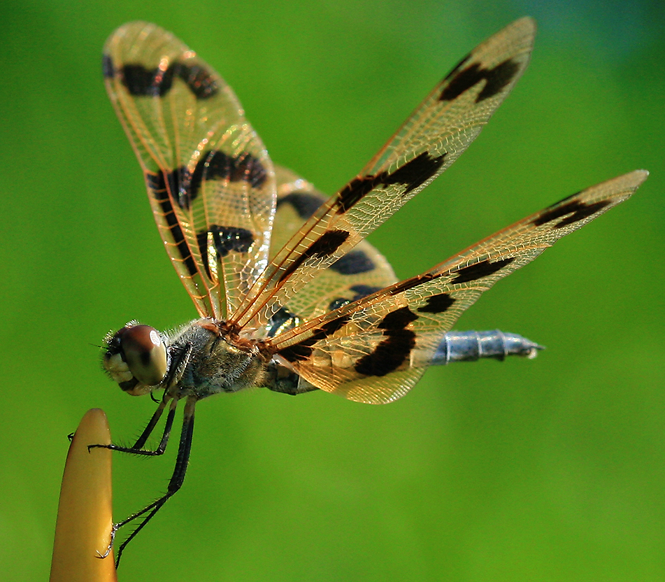 Dragonfly Macro Photos by hypergurl - Insectology Photo (4757579 ...