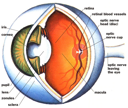 Eye Diagram - disinformation