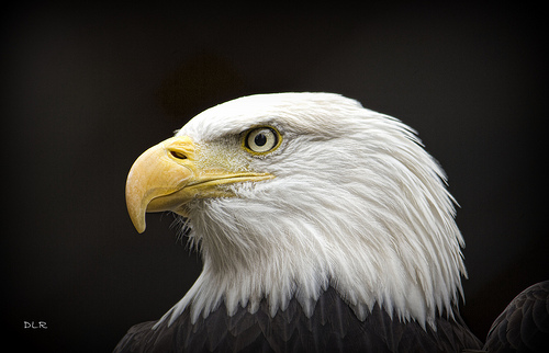 side eagle head | Flickr - Photo Sharing!