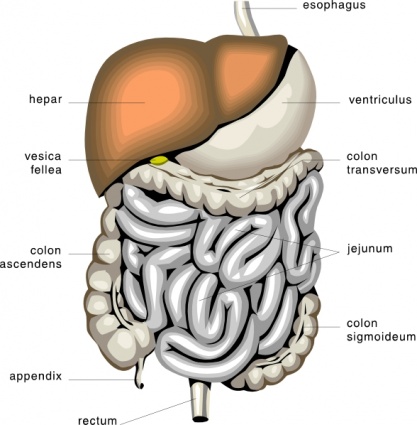 Digestive Organs Medical Diagram clip art - Download free Human ...