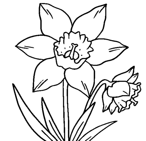 Printable Crocus Flower Coloring Page - Flower Coloring pages of ...