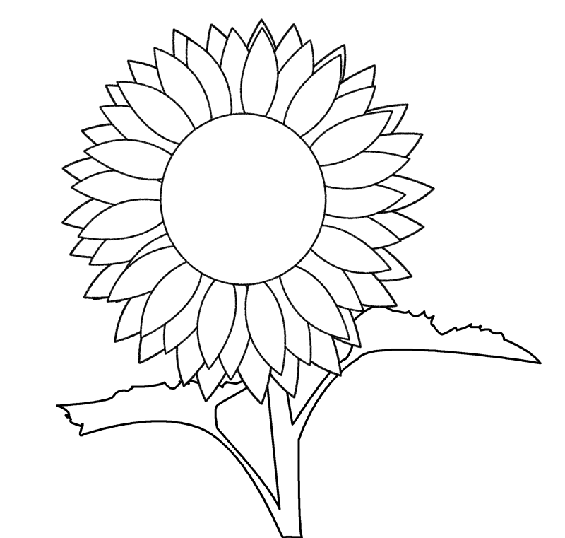 Outline Sunflower Drawing Template Black And White Sunflower Template 