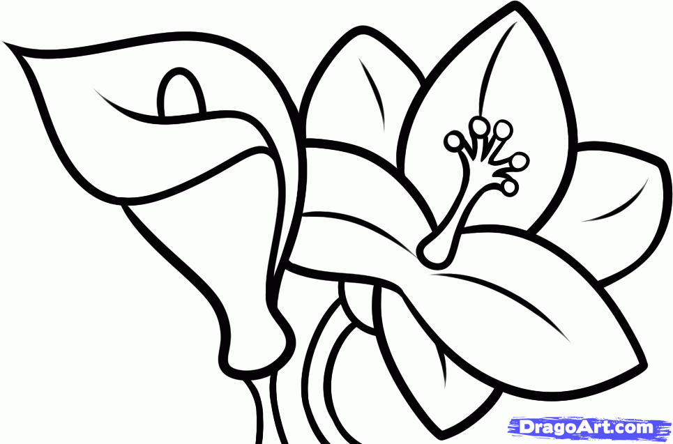 How to Draw Lilies For Kids, Step by Step, Flowers For Kids, For ...