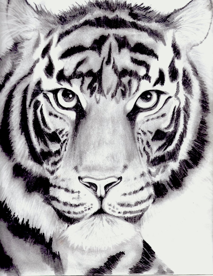 Cartoon Tiger Face Sketch Drawing for Beginner