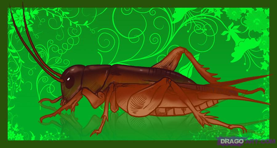 How to Draw a Cricket, Step by Step, Bugs, Animals, FREE Online ...