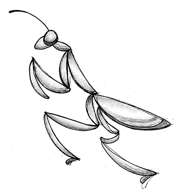 Praying Mantis Face Drawing - Gallery
