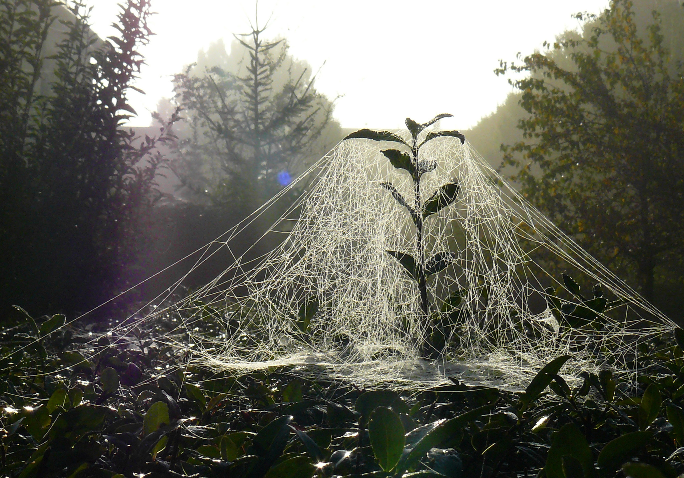 File:Sheet weaver spider web.jpg - Wikimedia Commons