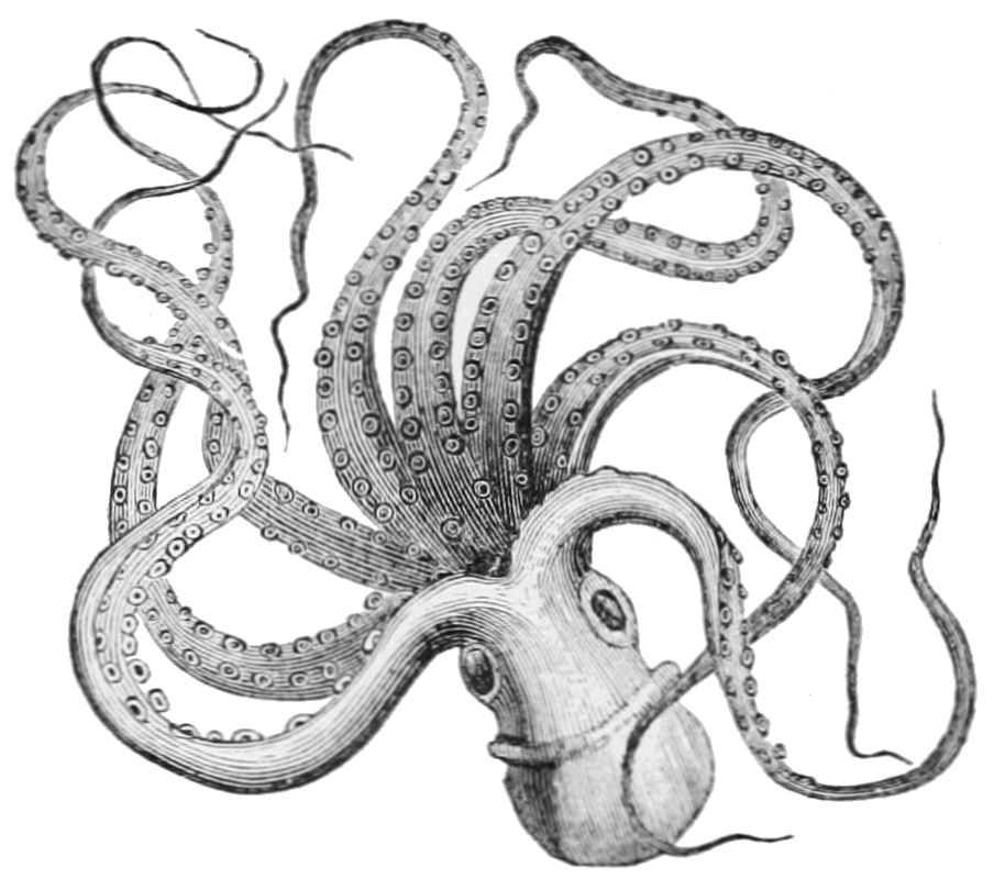 File:PSM V14 D360 Octopus or devil fish octopus vulgaris.png ...