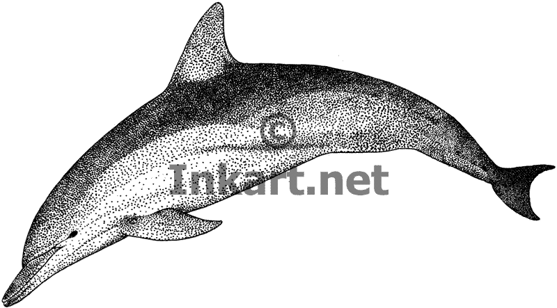 Short-Beaked Common Dolphin (Delphinus delphis) Stock Art Illustration