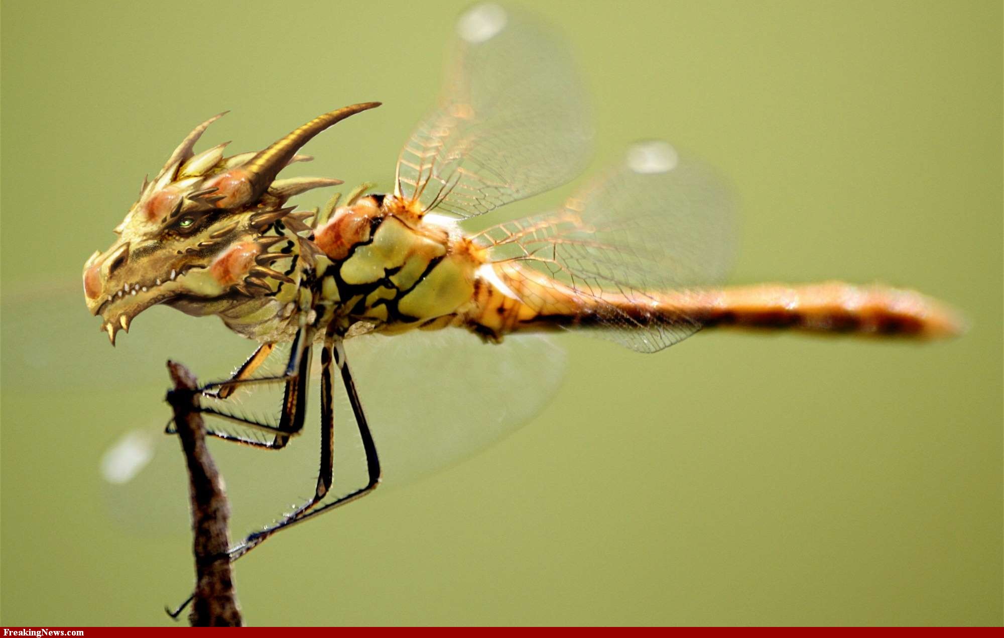 Dragonfly Medicine | Doowans News&Events