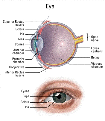 Eyeball Dissection