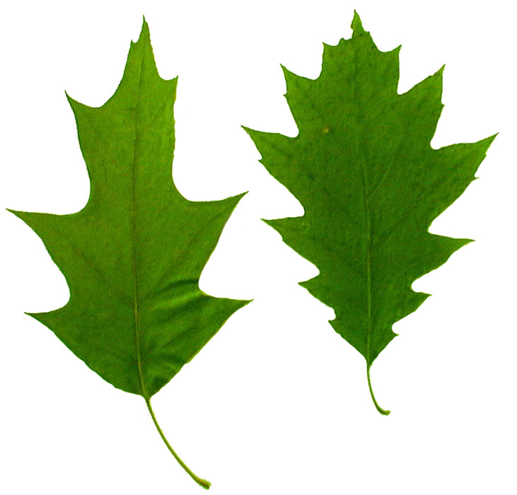 Red Oak Leaf Natural