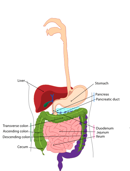 Digestive Small Intestine clip art - vector clip art online ...