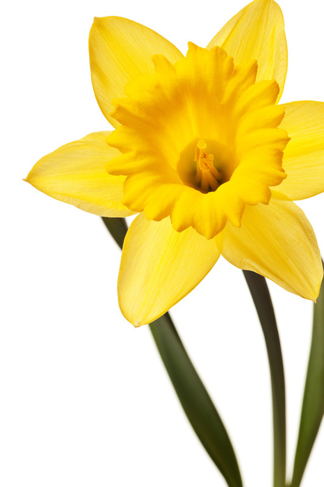 clipart daffodils images - photo #33