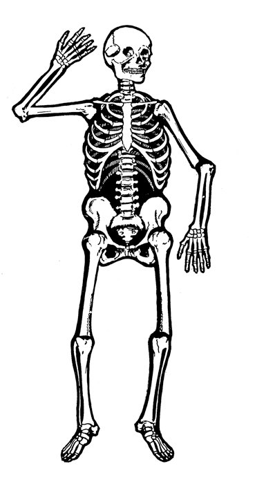 Halloween Skeletonclip Art | lol-