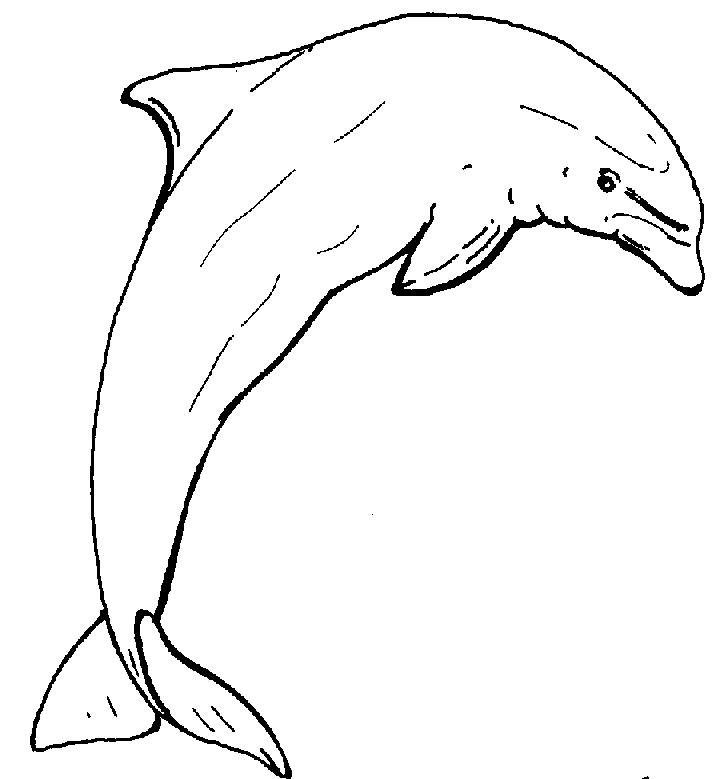 Dolphin Templates Colouring Pages