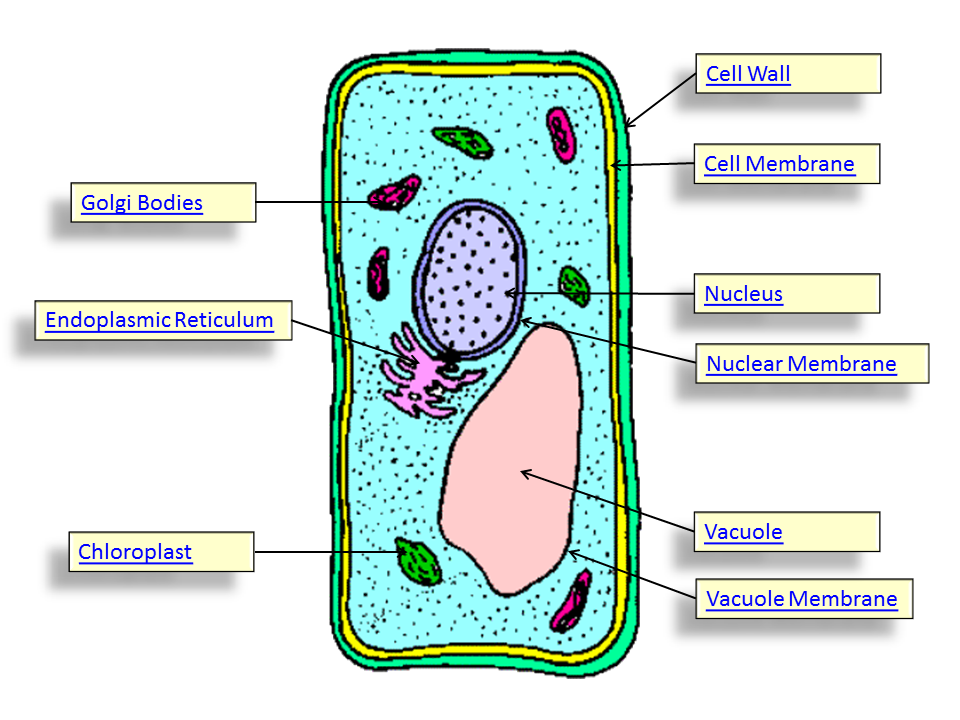 Heart Diagram Unlabeled Cliparts co