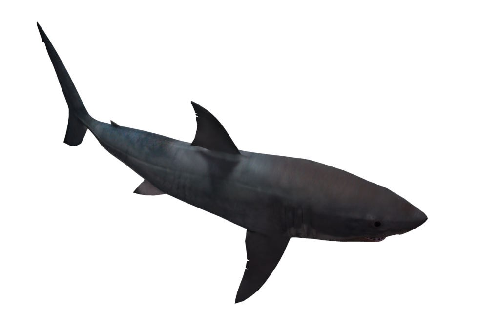 Great White Shark 05 by wolverine041269 on deviantART