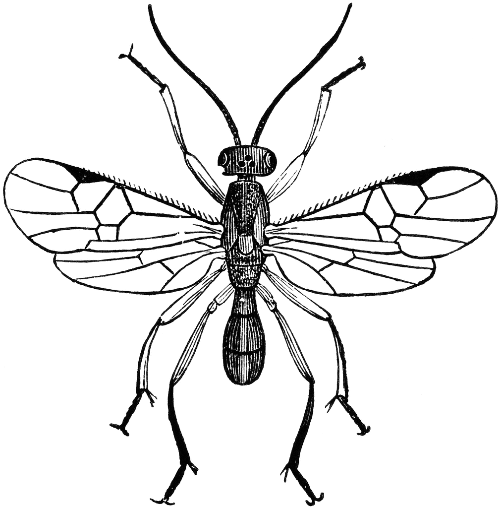 Male Adult Parasite Wasp | ClipArt ETC