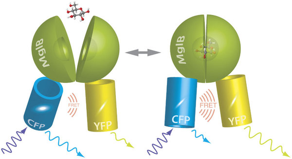 Optical sensors for monitoring dynamic changes of intracellular ...