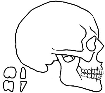 How to Draw a Skull in Profile
