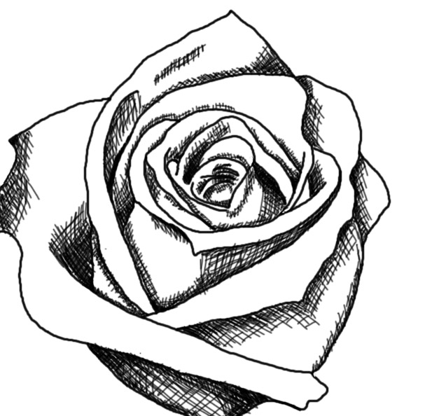 Black And White Rose Drawings - Cliparts.co