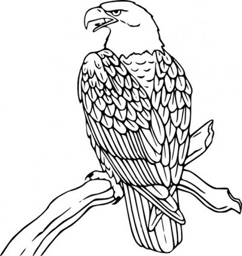 Bald Eagle Clip Art 3 | Free Vector Download - Graphics,Material ...